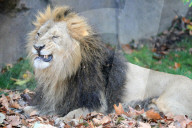 FEATURE - Löwen geniessen den Herbst im London Zoo