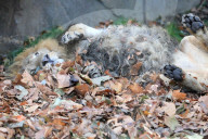 FEATURE - Löwen geniessen den Herbst im London Zoo