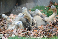 FEATURE - Löwen geniessen den Herbst im London Zoo
