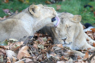 FEATURE - Löwen geniessen den Herbst im London Zoo