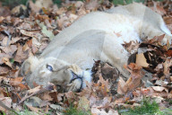 FEATURE - Löwen geniessen den Herbst im London Zoo