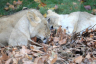 FEATURE - Löwen geniessen den Herbst im London Zoo