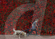 FEATURE - 9000 gestrickte Mohnblüten schmücken das Pfarrhaus im schottischen Carmunnock