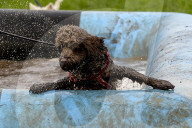 FEATURE - Das matscht so schön: Die Muddy Dog Challenge für Herrchen und Hund in Altrincham