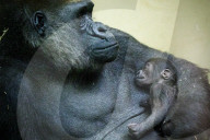 FEATURE -  Gorilla Baby schäft friedlich im Artis Zoo in Amsterdam