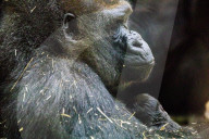 FEATURE -  Gorilla Baby schäft friedlich im Artis Zoo in Amsterdam