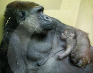 FEATURE -  Gorilla Baby schäft friedlich im Artis Zoo in Amsterdam