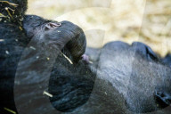 FEATURE -  Gorilla Baby schäft friedlich im Artis Zoo in Amsterdam
