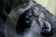 FEATURE -  Gorilla Baby schäft friedlich im Artis Zoo in Amsterdam