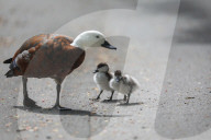 FEATURE - Pix of the Day: Bilder des Tages