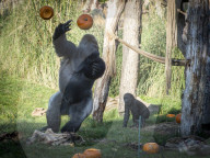 FEATURE - Pix of the Day: Bilder des Tages