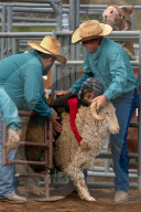 FEATURE - Rodeo in Colorado