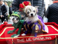 FEATURE - Halloween: Hunde Parade im Tompkins Square Park in NYC