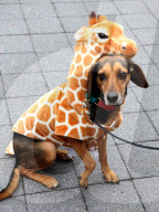 FEATURE - Halloween: Hunde Parade im Tompkins Square Park in NYC