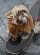 FEATURE - Halloween: Hunde Parade im Tompkins Square Park in NYC