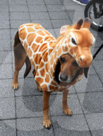 FEATURE - Halloween: Hunde Parade im Tompkins Square Park in NYC