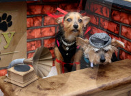 FEATURE - Halloween: Hunde Parade im Tompkins Square Park in NYC