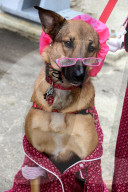 FEATURE - Halloween: Hunde Parade im Tompkins Square Park in NYC