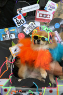 FEATURE - Halloween: Hunde Parade im Tompkins Square Park in NYC