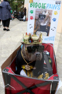 FEATURE - Halloween: Hunde Parade im Tompkins Square Park in NYC