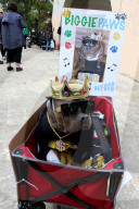FEATURE - Halloween: Hunde Parade im Tompkins Square Park in NYC