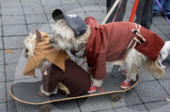 FEATURE - Halloween: Hunde Parade im Tompkins Square Park in NYC