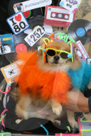 FEATURE - Halloween: Hunde Parade im Tompkins Square Park in NYC