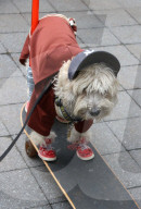 FEATURE - Halloween: Hunde Parade im Tompkins Square Park in NYC