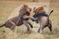 FEATURE - Löwenkampf in der Massai Mara in Kenia