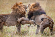 FEATURE - Löwenkampf in der Massai Mara in Kenia