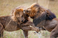 FEATURE - Löwenkampf in der Massai Mara in Kenia