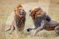 FEATURE - Löwenkampf in der Massai Mara in Kenia