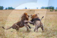 FEATURE - Löwenkampf in der Massai Mara in Kenia
