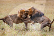 FEATURE - Löwenkampf in der Massai Mara in Kenia