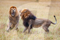 FEATURE - Löwenkampf in der Massai Mara in Kenia
