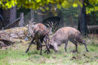FEATURE - Die Brunft der Rothirsche