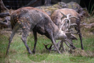 FEATURE - Die Brunft der Rothirsche