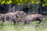 FEATURE - Die Brunft der Rothirsche