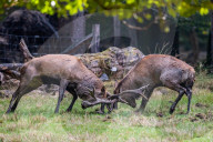 FEATURE - Die Brunft der Rothirsche