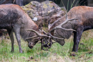 FEATURE - Die Brunft der Rothirsche