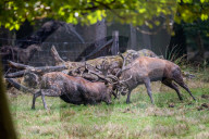 FEATURE - Die Brunft der Rothirsche