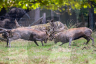 FEATURE - Die Brunft der Rothirsche