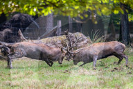 FEATURE - Die Brunft der Rothirsche