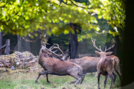 FEATURE - Die Brunft der Rothirsche