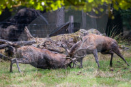 FEATURE - Die Brunft der Rothirsche