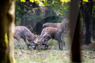 FEATURE - Die Brunft der Rothirsche