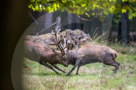 FEATURE - Die Brunft der Rothirsche