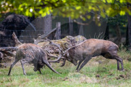 FEATURE - Die Brunft der Rothirsche
