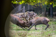 FEATURE - Die Brunft der Rothirsche