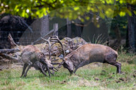 FEATURE - Die Brunft der Rothirsche